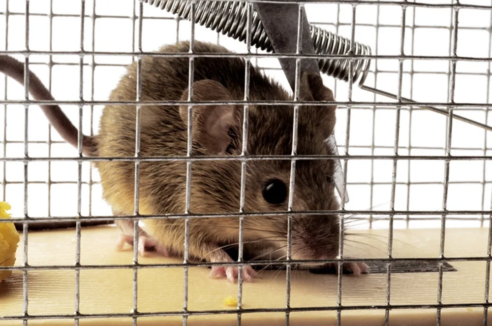 Mouse removal specialist at work in Long Beach home